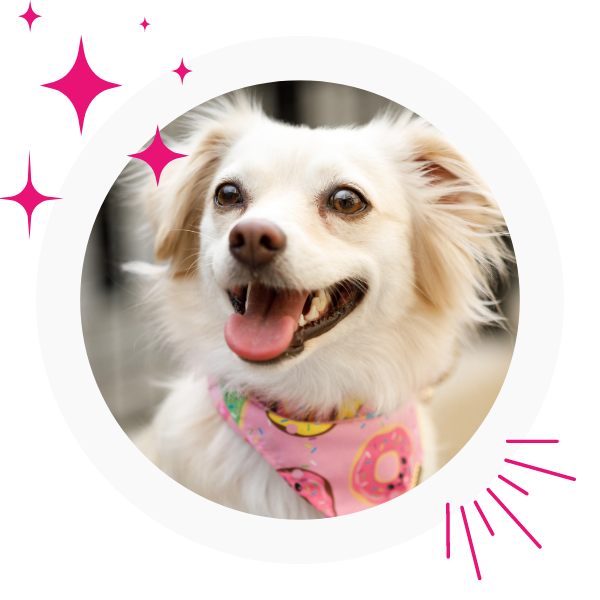 happy dog wearing pink bandana