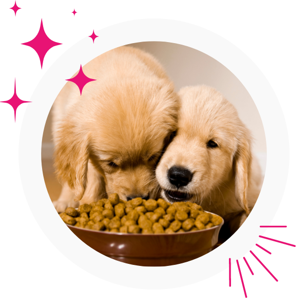 two puppies eating kibble