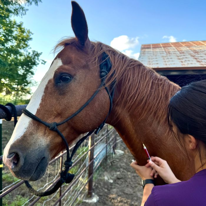 Dr. Schrader & horse