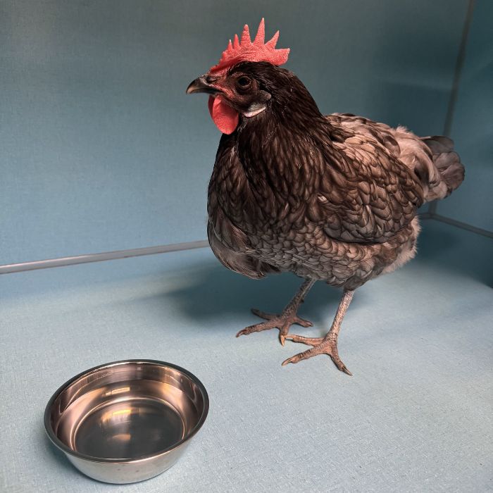 A chicken stands next to a metal bowl