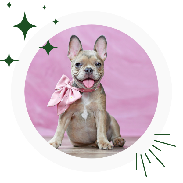 a dog wearing a bow tie