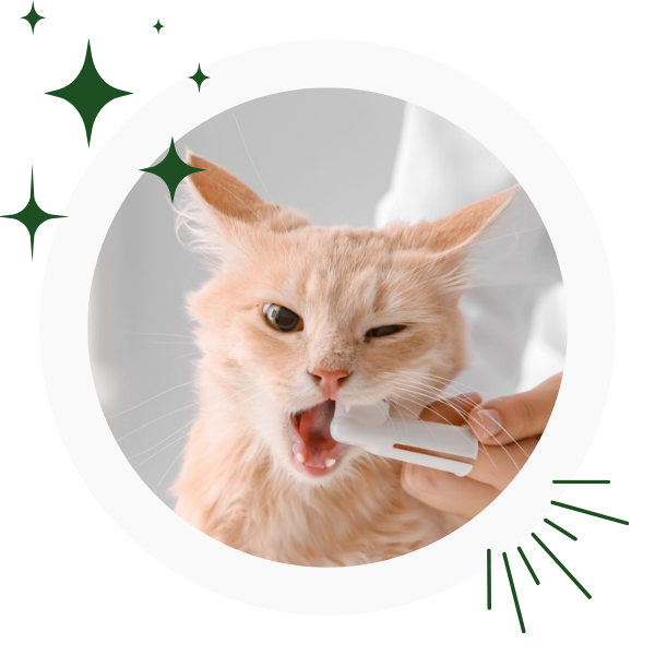 brushing a cat teeth