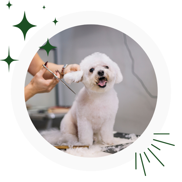 a dog getting a haircut