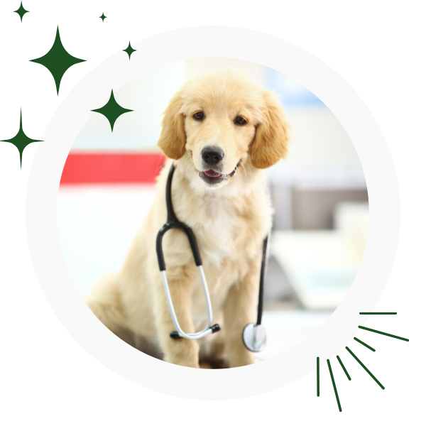 a dog with a stethoscope around its neck