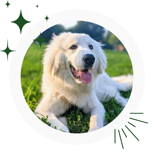a white dog lying in grass