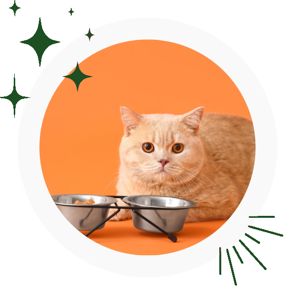 a cat sitting next to bowls