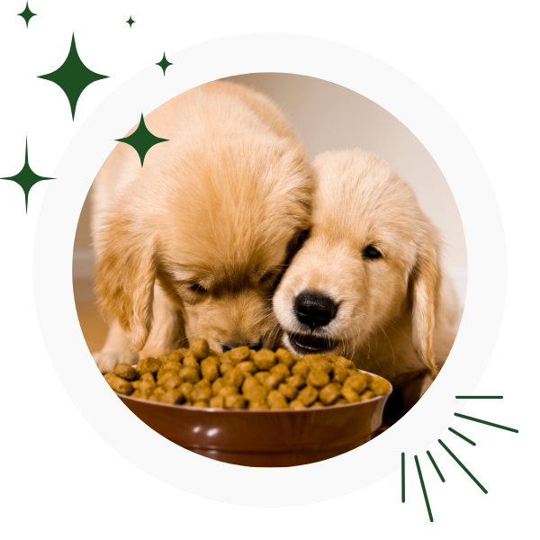 two puppies eating kibble