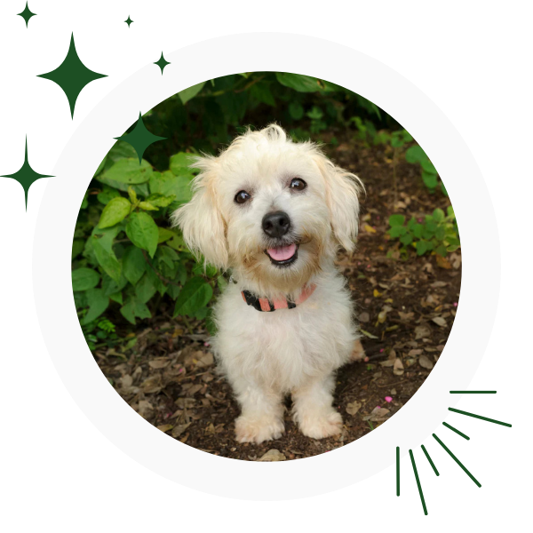 a white dog sitting in the dirt