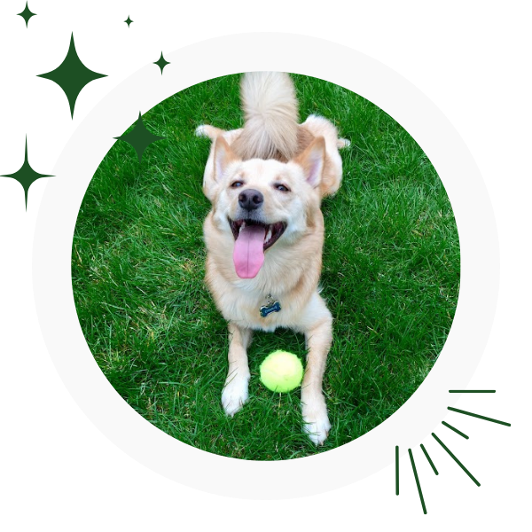 a dog lying on grass with a tennis ball