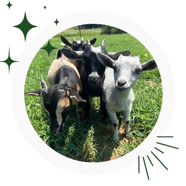 a dog sitting on a table