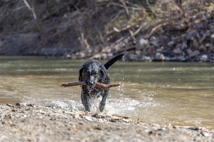 A black dog joyfully retrieves a stick while swimming