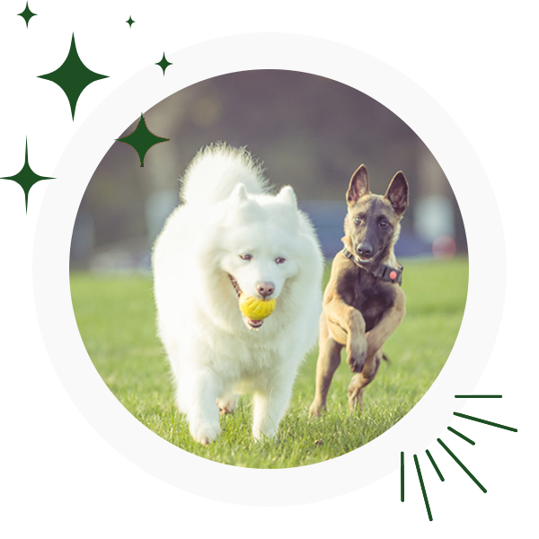 dogs playing on the grass